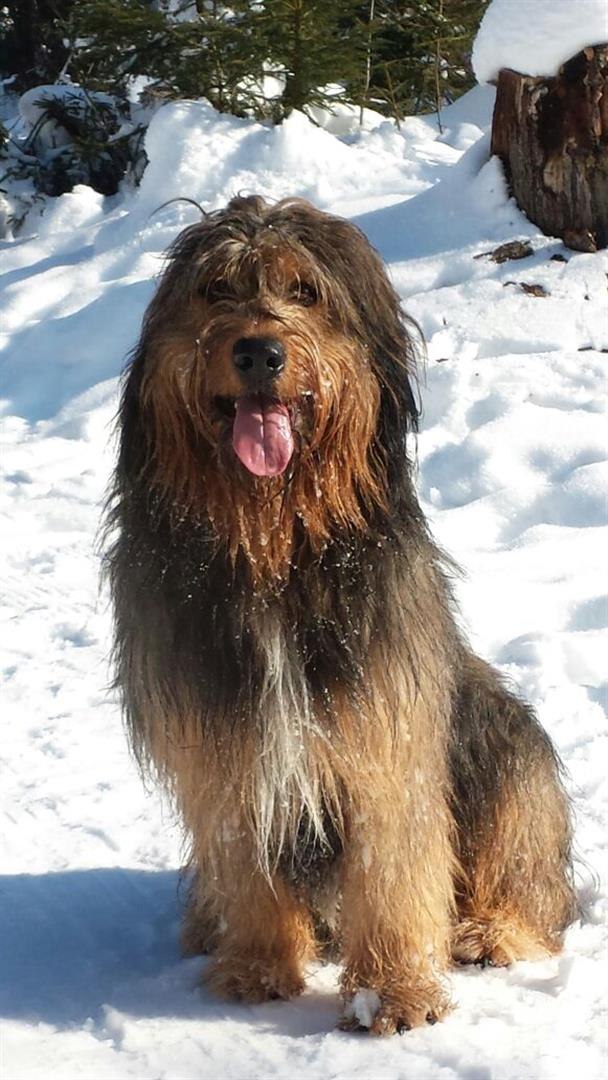 Aladin vom Fellnasencamp - Wäller von der Straubenhalde